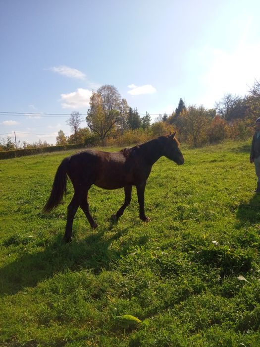 Лошиця 2 роки спокійна