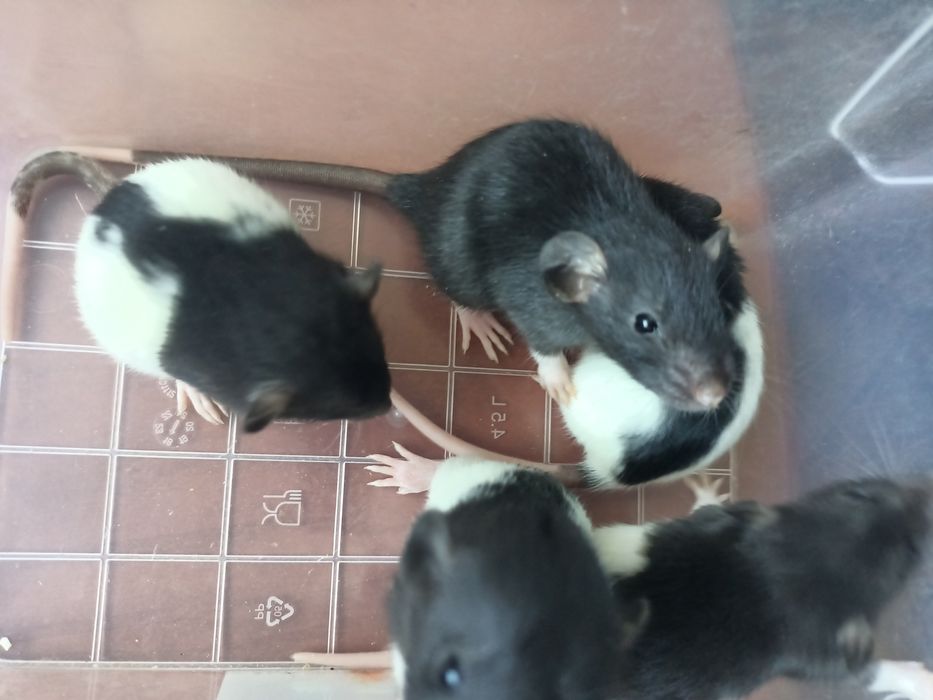 Крисенята ручні малюки