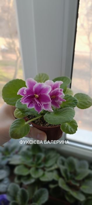 Фиалки , сенполии,  свеж лист, детки, стартеры.