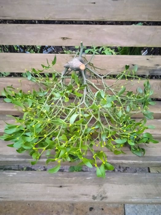 Jemioła żywa świeża jemioła Duża