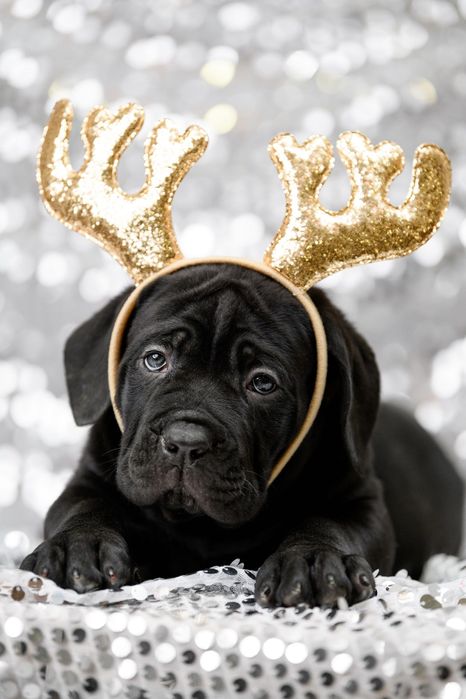 Цуценята кане корсо