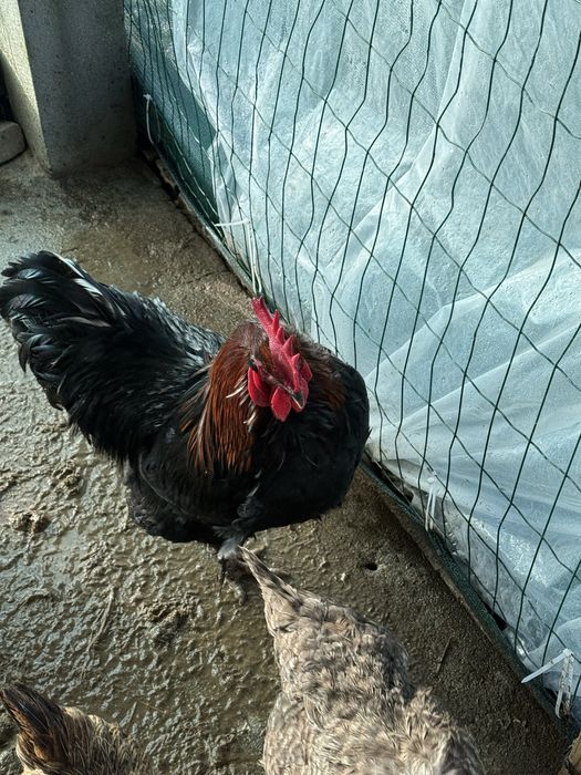 Vendo galo adulto