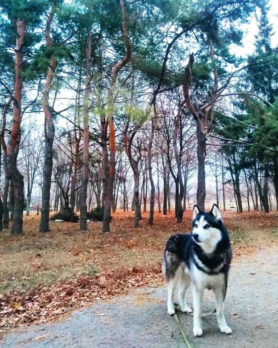 Вязка сибирский хаски