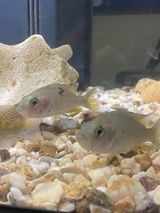 Vendo Ciclídeos africanos do Lago Victoria