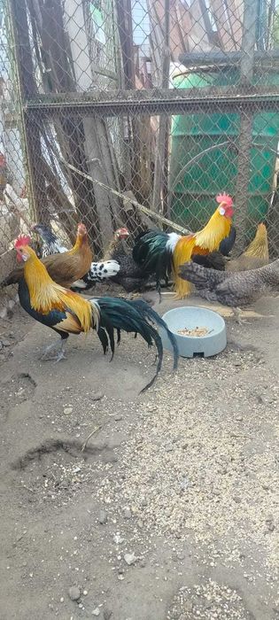 Jajka lęgowe pawi oraz kur