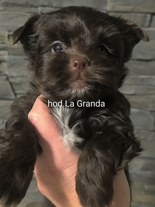 Słodziak dark choko