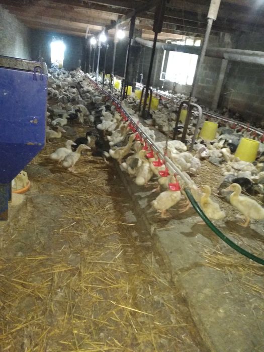 Гуси гусенят качка каченята Закарпаття! Тільки ОПТ від 300 шт гусята