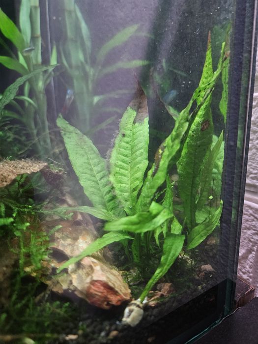 Feto de java (java fern )