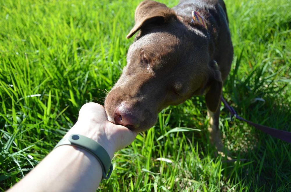 Burbon - słodziak-wiercipięta szuka domu