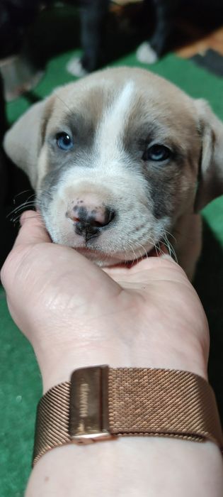 szczeniak w rasie Amstaff