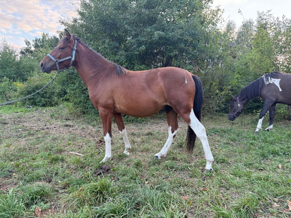 Wałach huculski 2,5 roku