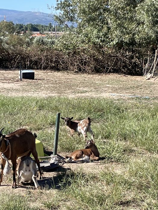 Cabras anãs ( adultas e bebes)