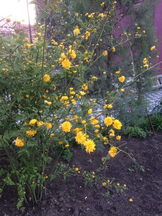 Керия японская махровая,Дицентра