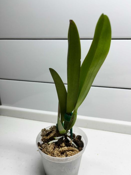 Каттлея  орхидея  mossiae  schroederae