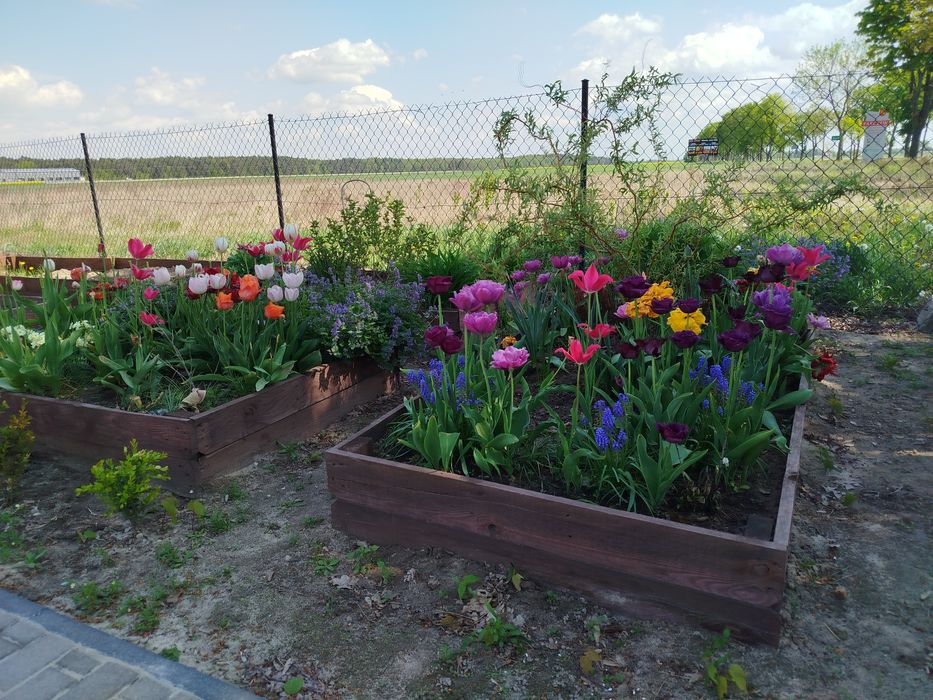 Rabatki skrzynie ogrodowo kwietne