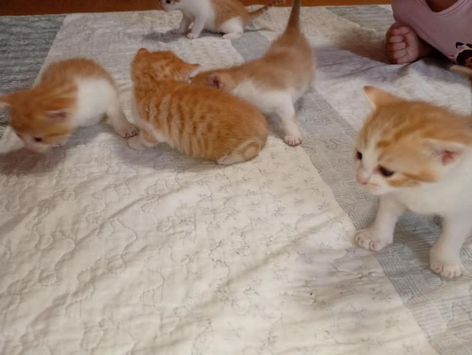 Kotki szukają dobrego domu
