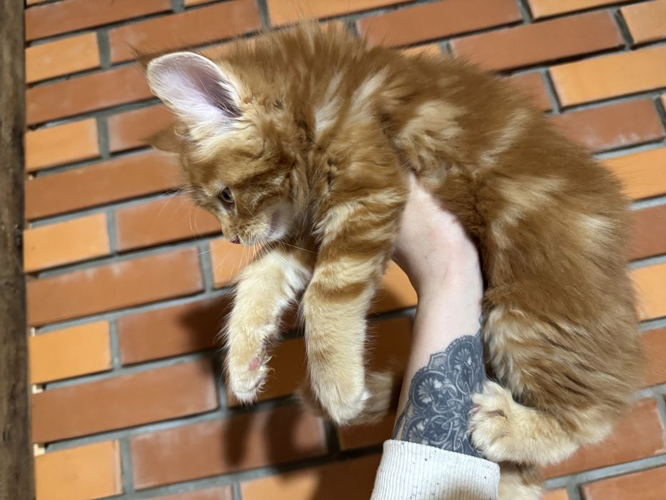 Мейн-Кун Крупный Мальчик Огненный Львенок с Гривой ,котята