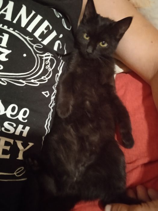 Віддам в добрі руки