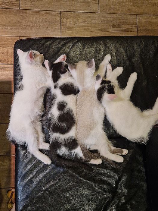 Nico, Louis, Dante i Diego szukają domków!