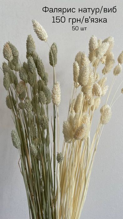 Сухоцвіти (пшениця, лагурус, фалярис)
