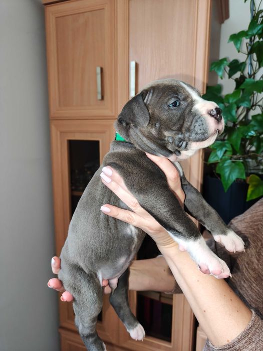 Amstaff Blue - piesek 1