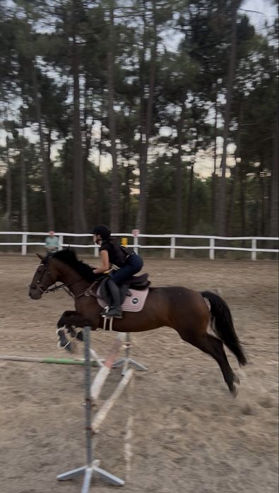 Égua de obstáculos