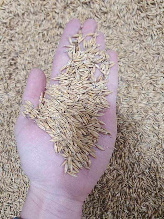 Owies Rambo siew/pasza