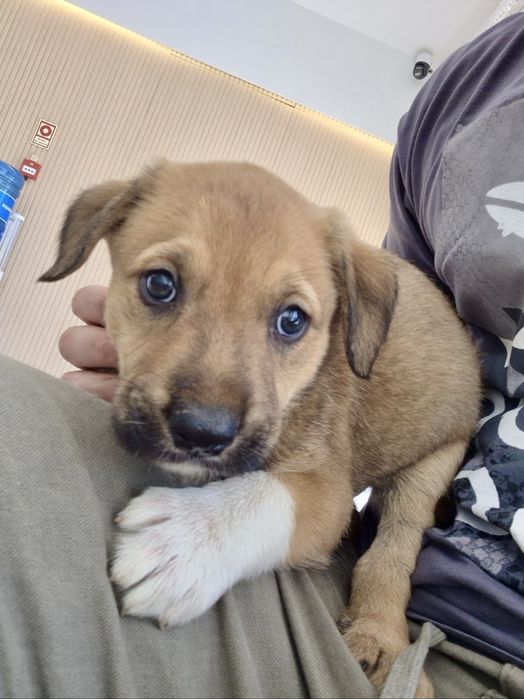 Cães bebés machos adoção responsável