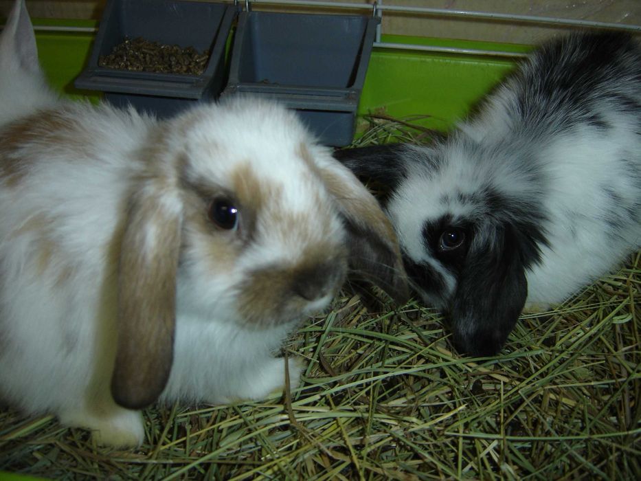 КРОЛИКИ - МИНИ. Домашние. Ручные. Красивые. Разные. Есть - КЛЕТКИ.