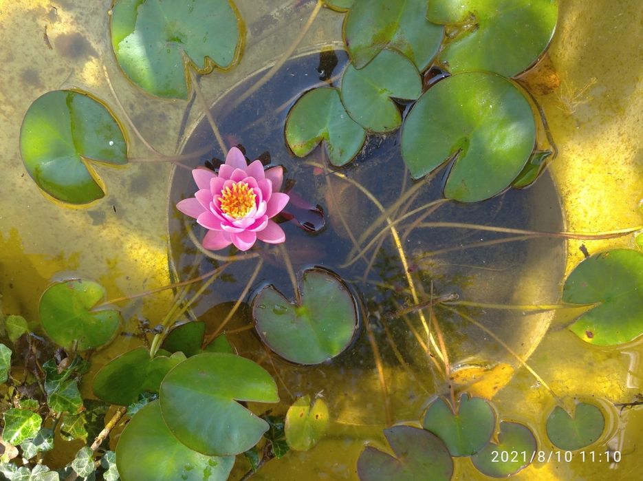Водяна лілія НІМФІЯ рожева