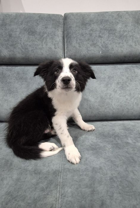 Piesek Border Collie