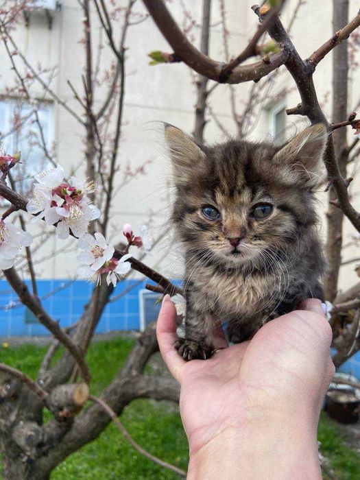 Кошеня, хлопчик, 1 місяць