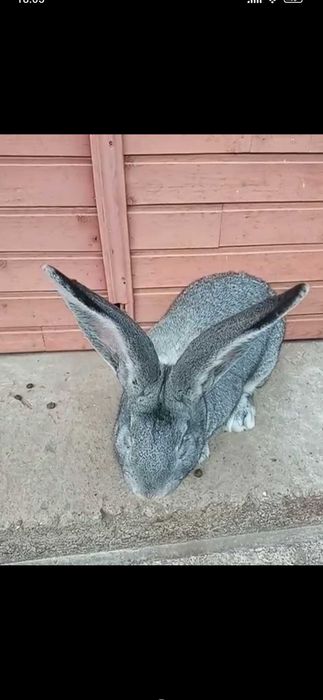 Самець, шиншила..