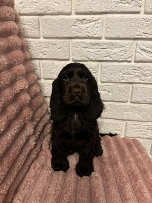 Cocker Spaniel pies