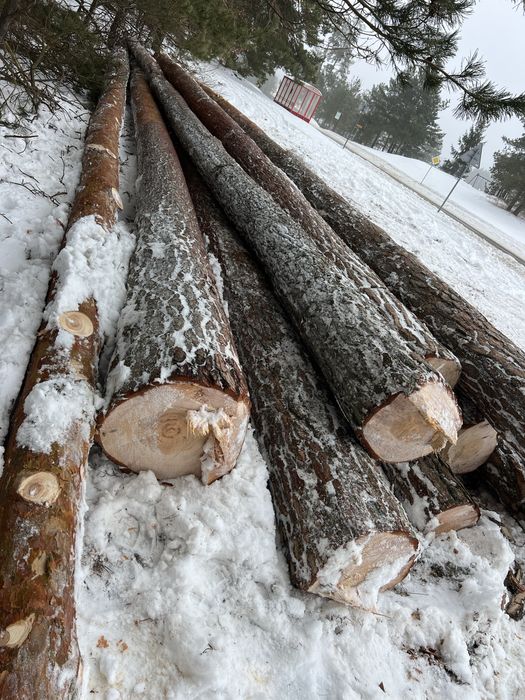 SOSNA dlużyca SOSNA tartaczna