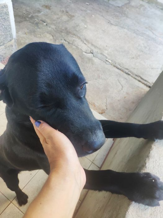 Вязка, лабрадор ретривер