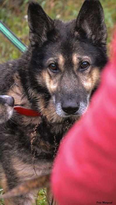 Uratujmy SZARIKA ! Zostało mu niewiele czasu...