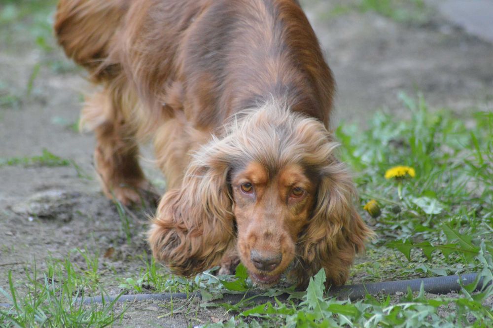 cocker spaniel angielski suczka dorosła czekoladowo-podpalana