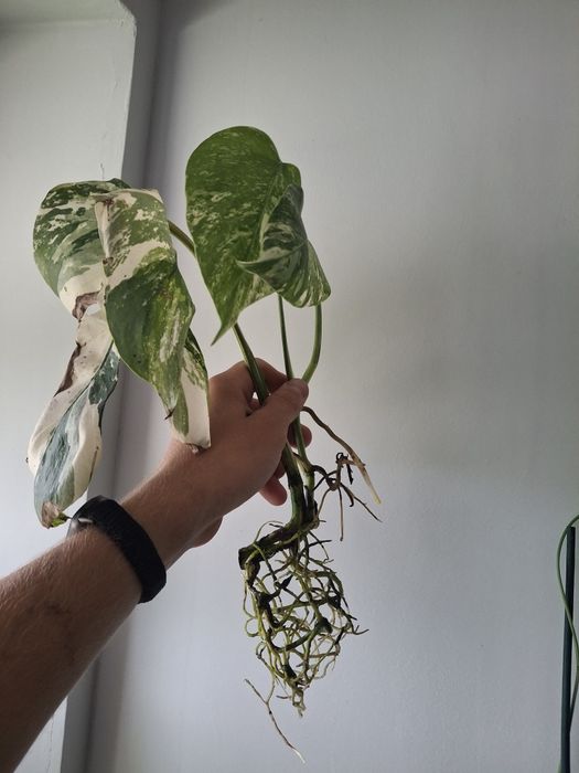 Monstera variagata