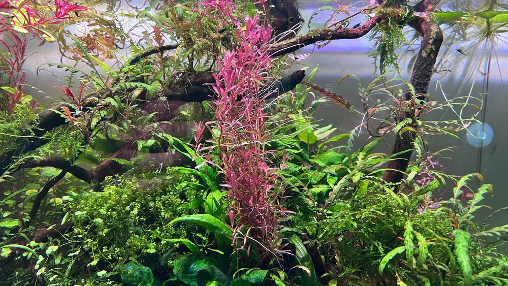 Rośliny akwariowe z przycinki