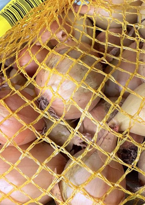 Cebula Dymka Zimowa Ozima Senshyu Yellow 1 kg Duża na Szczypior, parapet