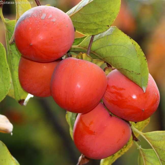 Саженцы экзотических растений (хурма, инжир, киви, гранат)