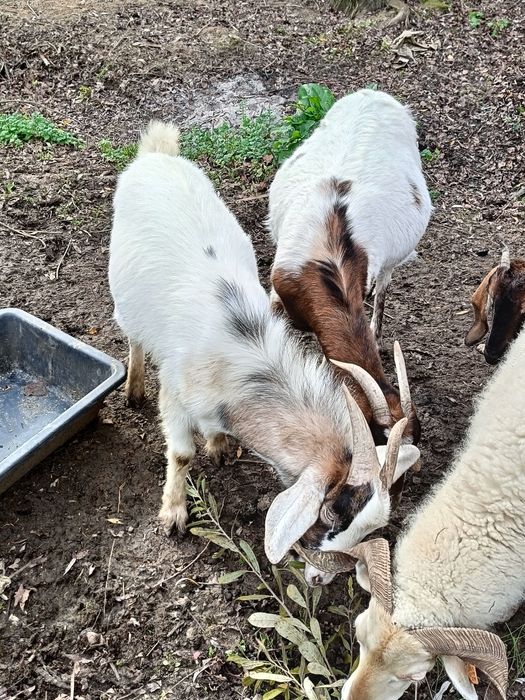 Vendo bode com um ano