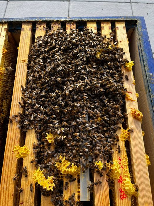 Przezimowane odkłady pszczele 2025 - RAMKA DADANT