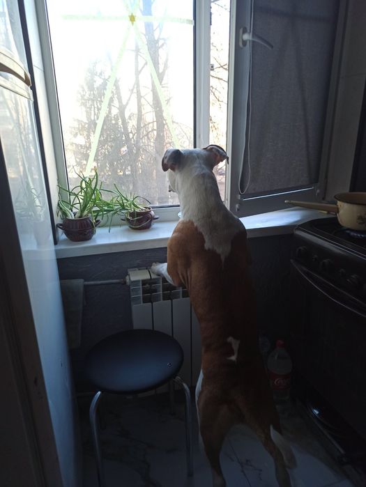 Вязка Амстафтерьер