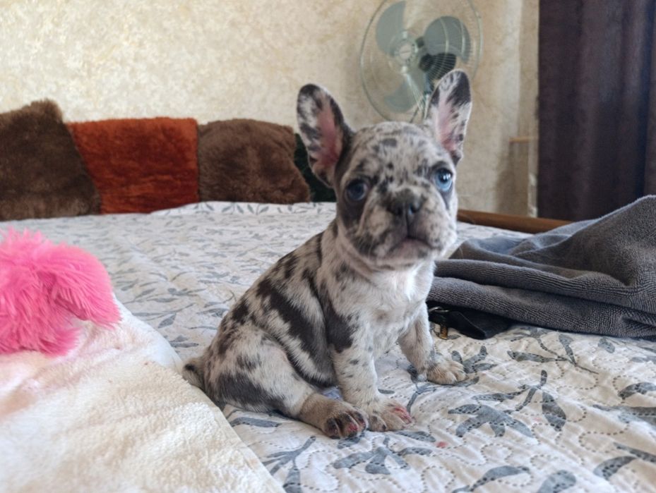 Лиловая мерле девочка (большой выбор щенков)