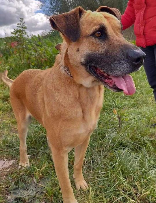 Milagre - cão grande para adoção