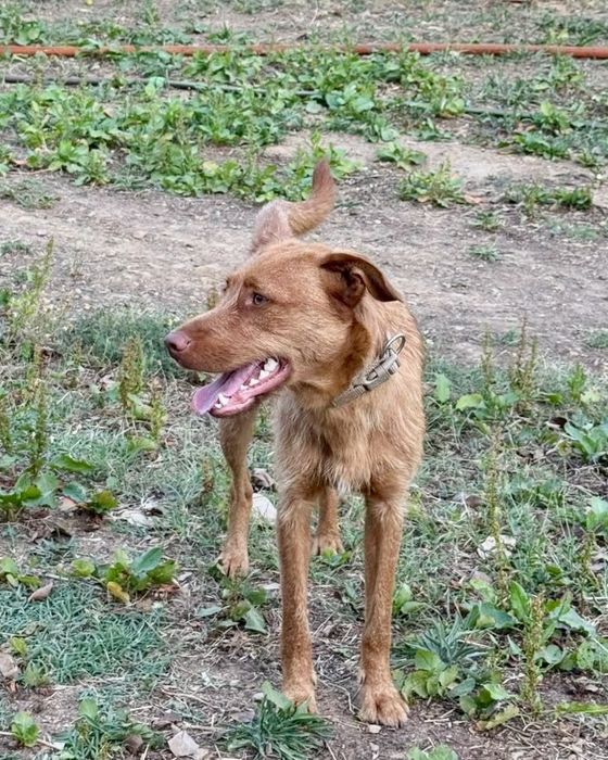 Cão com cerca de 1 ano para adoção responsável