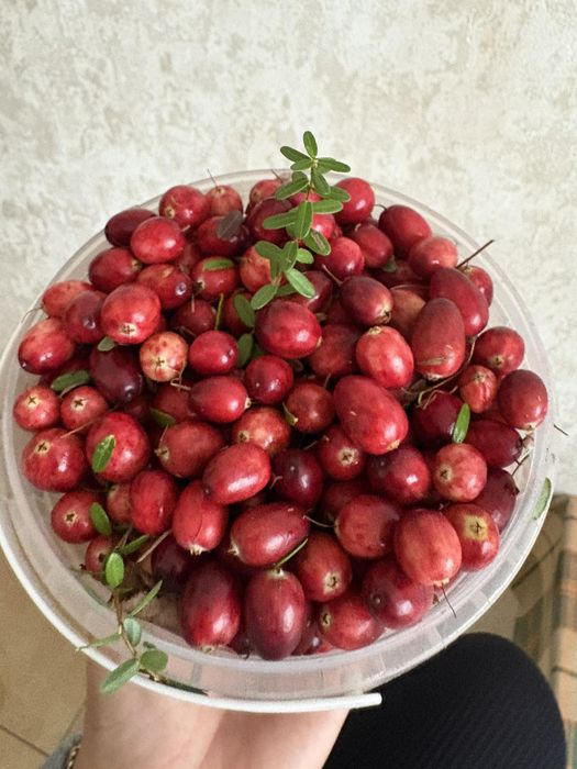 Продам журавлину великоплідну