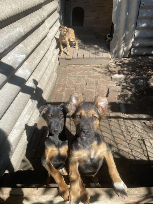 Цуцики шукають родину